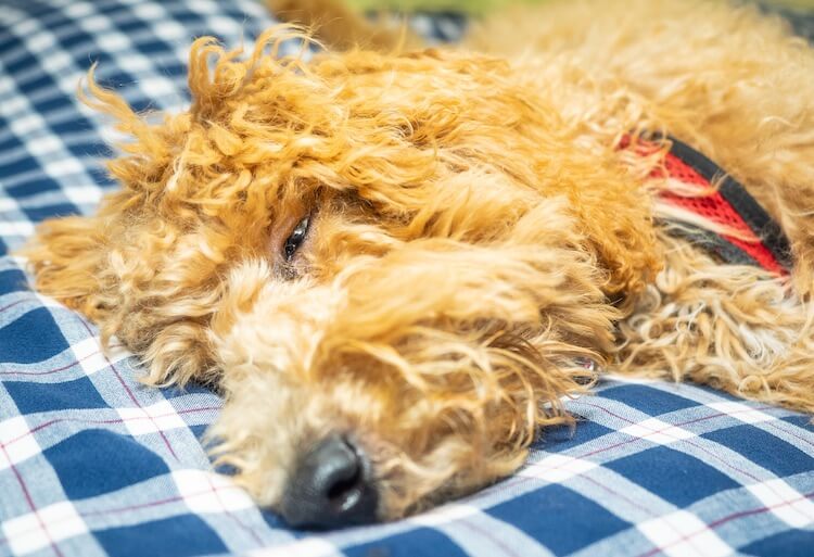 labradoodle terrier mix