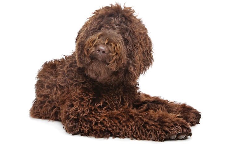 Australian Labradoodle