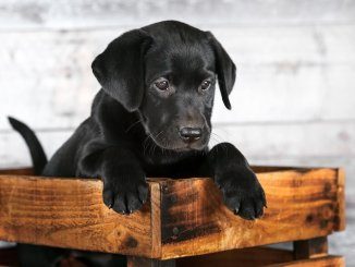Best Black Dog Names Feature