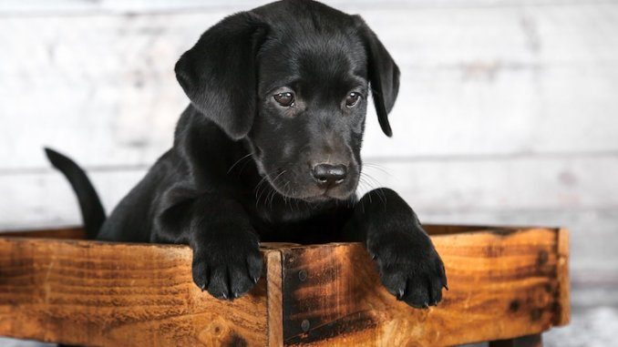 Best Black Dog Names Feature