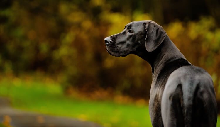 Big Black Dog Names