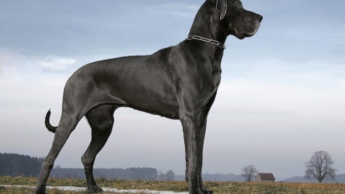 Big Dog Names Feature