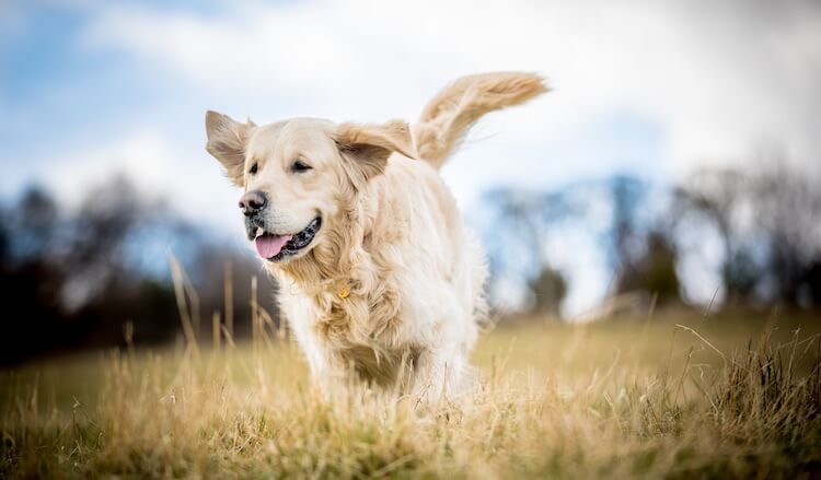 Big Dog Names Female