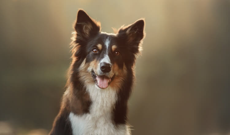 Border Collie Dog