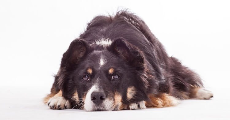 Border Collie German Shepherd Mix