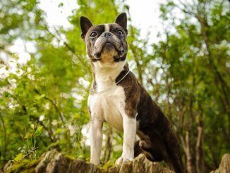 Boston Terrier vs French Bulldog Feature