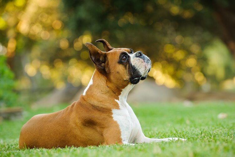 Boxer Dog