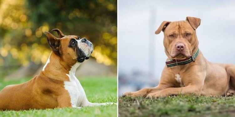 Boxer and American Pitbull Terrier Dogs