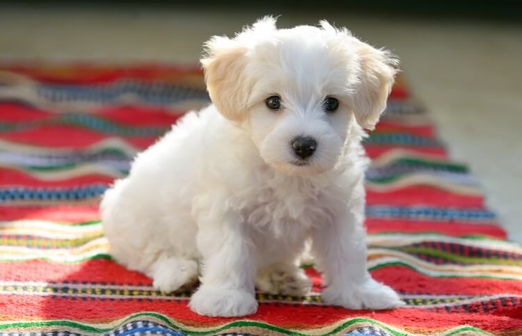 cute white furry puppies