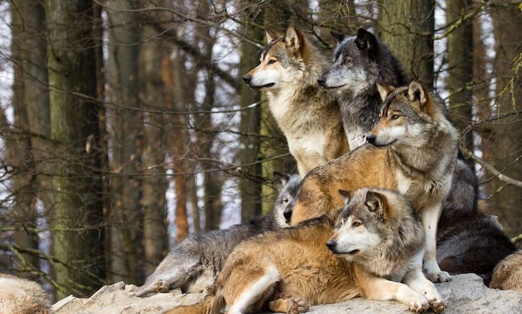 310 Wolf Names Male Female Famous Alpha Names With Meaning