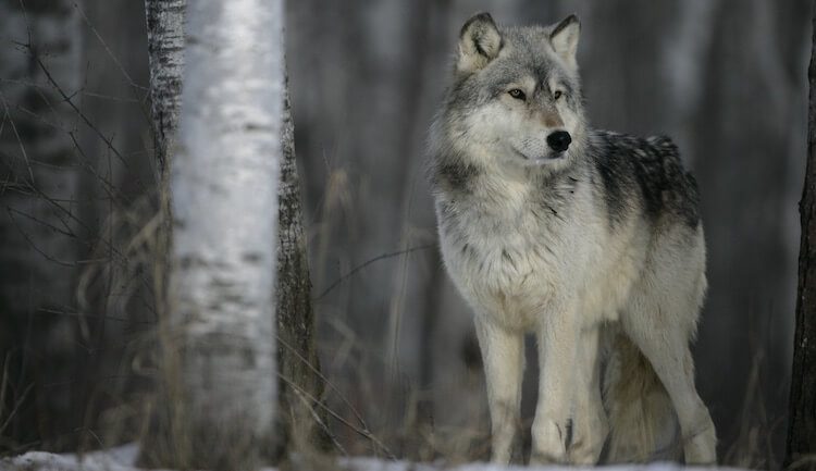 310+ Wolf Names: Male, Female, Famous & Alpha Names With Meaning ...