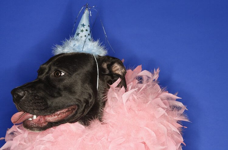 Funny Dog In Party Hat