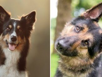 German Shepherd Border Collie Mix Feature