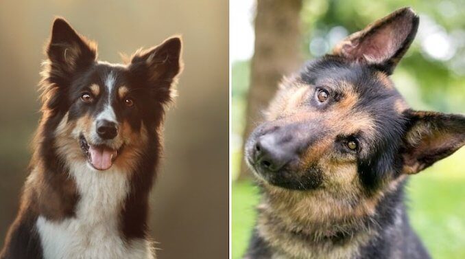 German Shepherd Border Collie Mix Feature