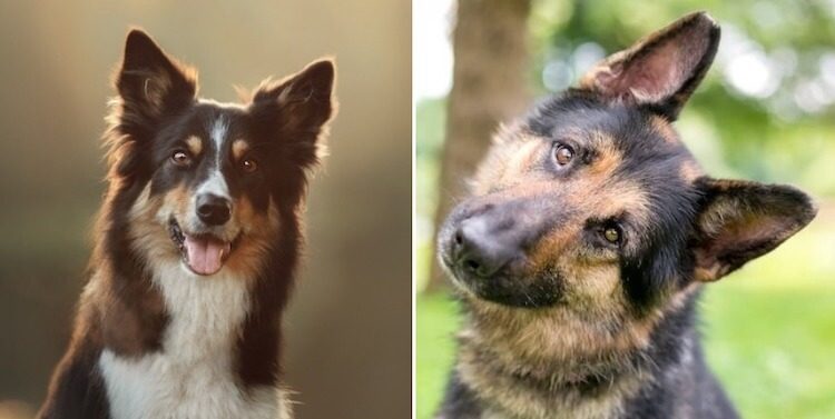 German Shepherd Border Collie Mix Feature