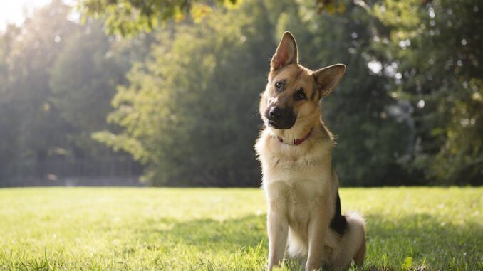 German Shepherd Names Feature