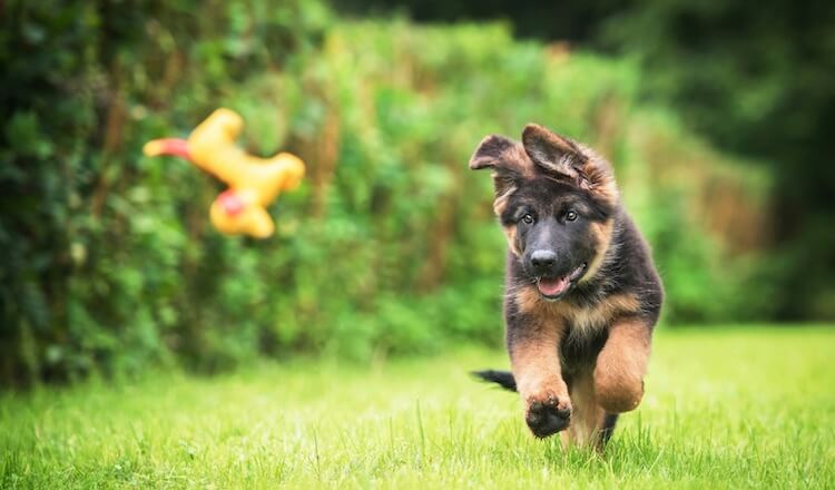 German Shepherd Puppy Names