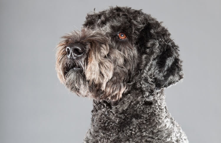 Gray Australian Labradoodle