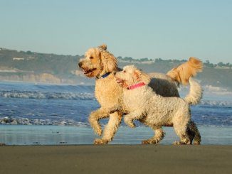 Australian Labradoodle Size Chart