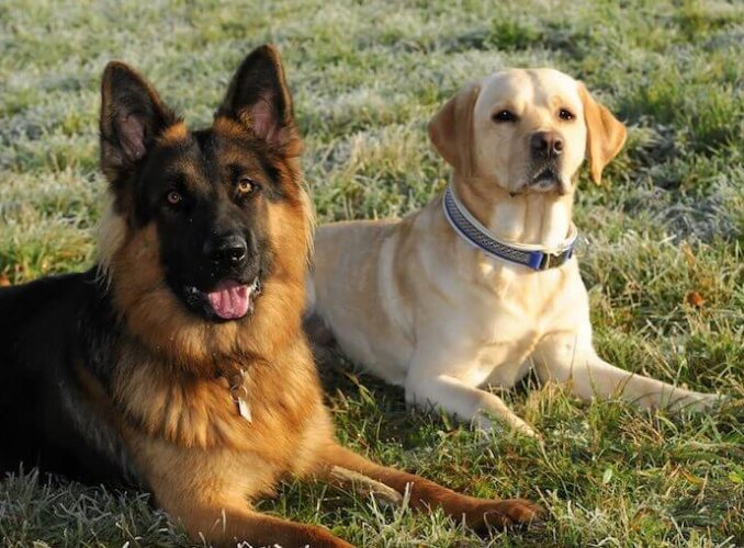 Labrador and German Shepherd Mix