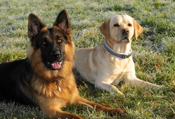 Labrador and German Shepherd Mix