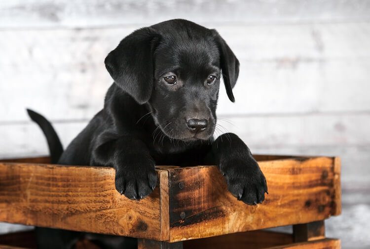 350 Black Dog Names The A Z Of Beautiful Names For Black Dogs