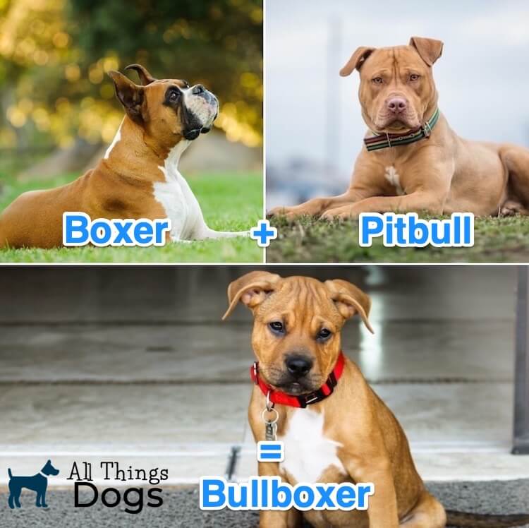 Pitbull Boxer Mix The Ultimate Breed Guide To This Bouncy Boxer Mix All Things Dogs