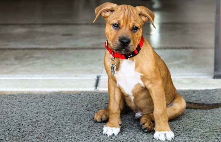 Pitbull Boxer Mix Feature