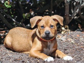 Pitbull Boxer Mix Puppy