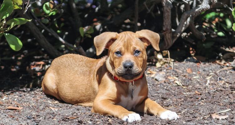 Pitbull Boxer Mix Puppy