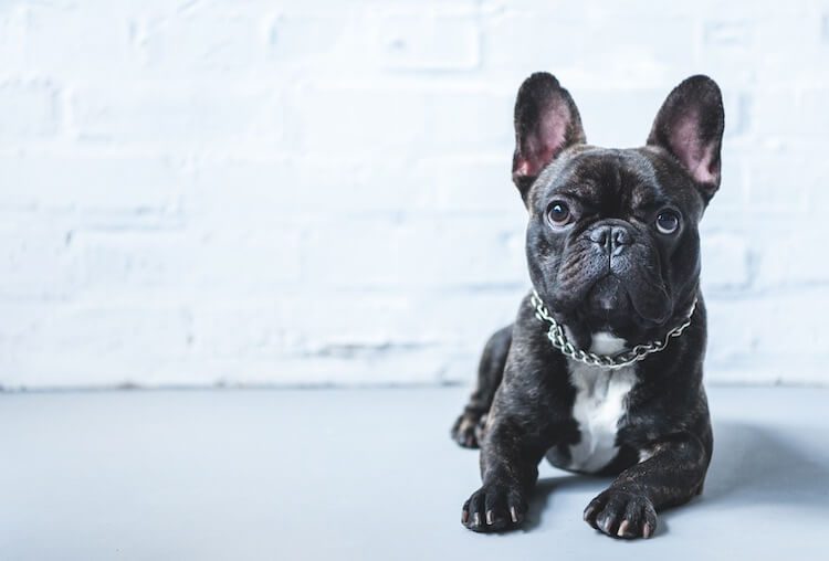 Small Black French Bulldog