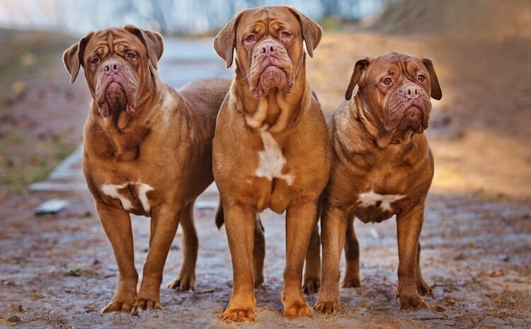 Three Big Dog Breeds