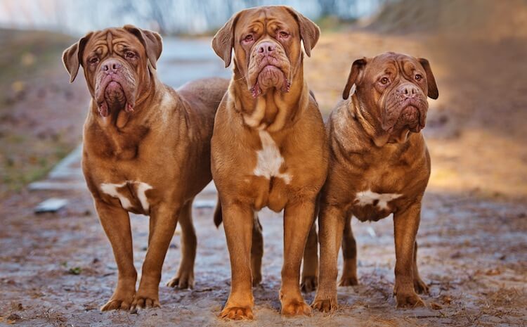 giant breed dog names