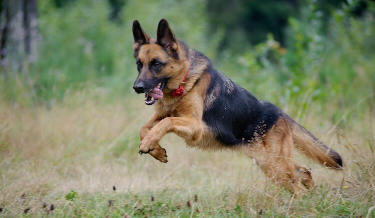 Top 10 German Shepherd Names