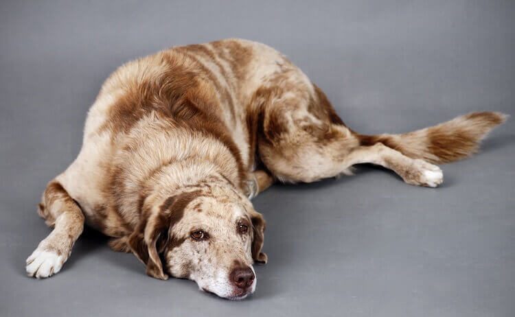 Unique Large Dog