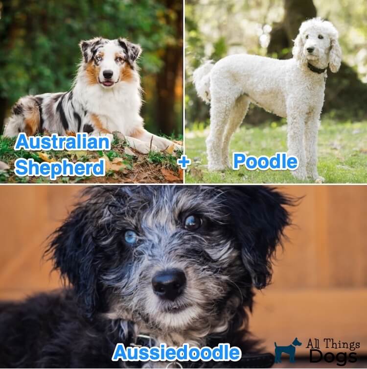 The Complete Aussiedoodle Dog Guide Breeders Pictures Puppies And Adult Size All Things Dogs All Things Dogs