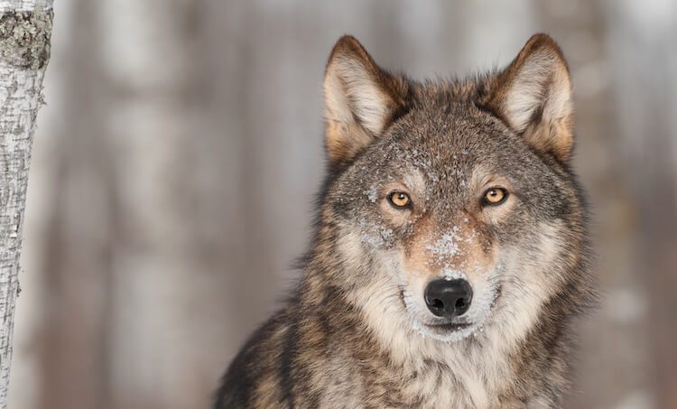 Wolf Portrait