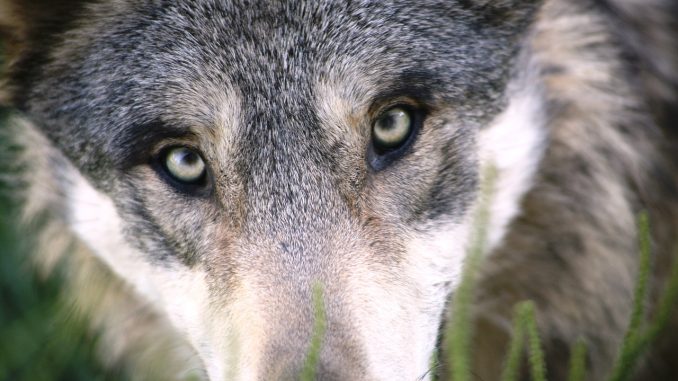 wolf names wolf names