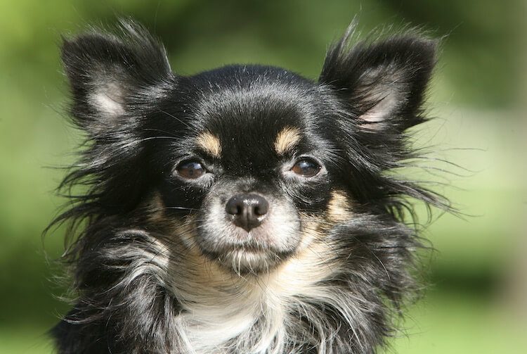 tricolor long haired chihuahua