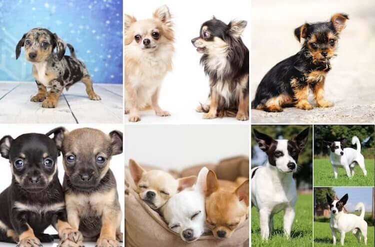 small chihuahua mix breeds