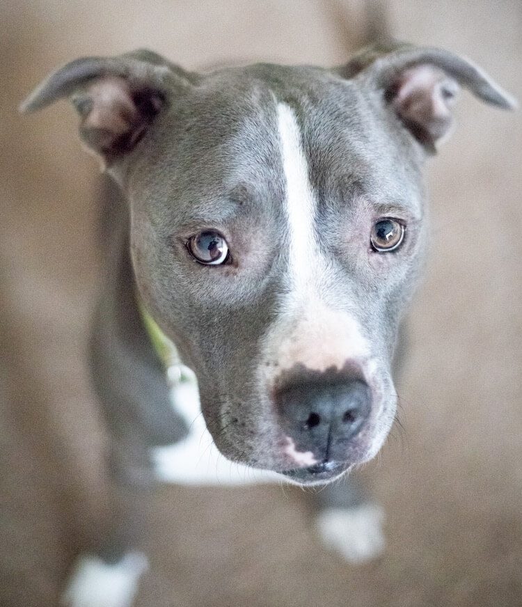 grey female pitbull