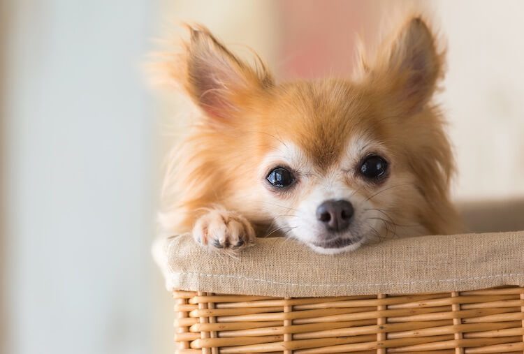 Long Haired Chihuahua Dog