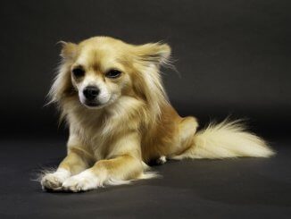 Long Haired Chihuahua Feature