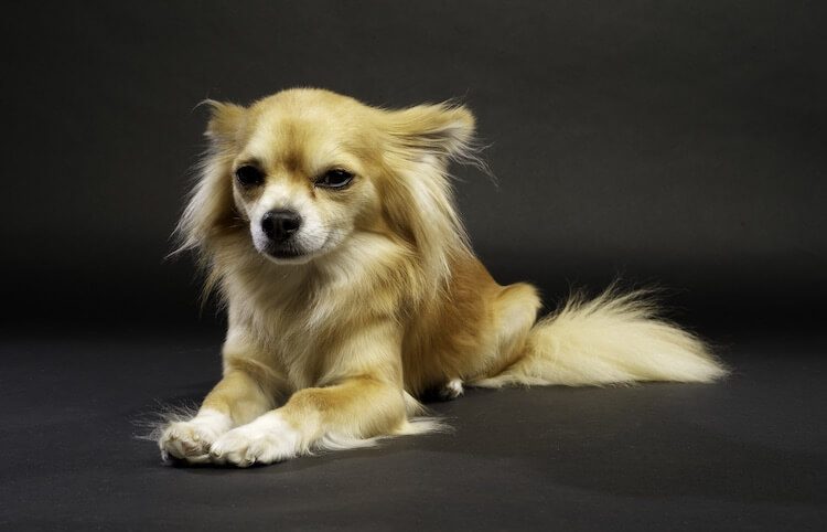 Long Haired Chihuahua Facts  Complete Informational Guide  YouTube