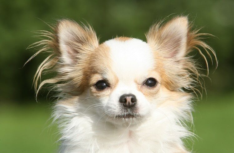 Blue chihuahua with long hair grooming - wide 7