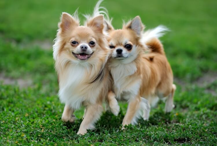 Long Haired Chihuahua Puppies