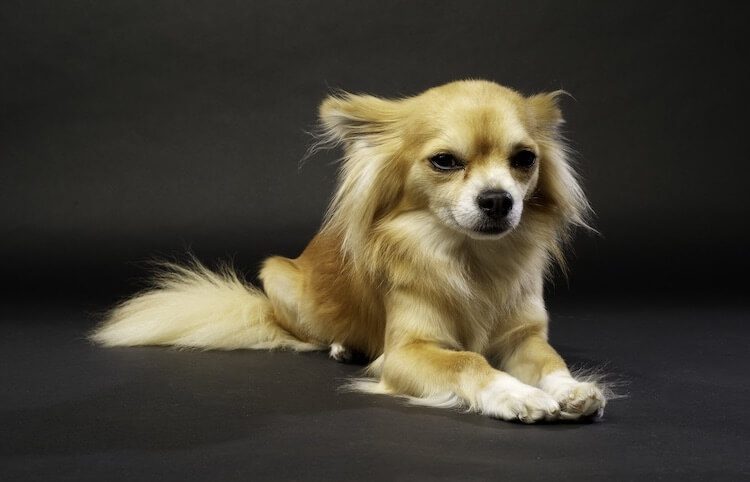 white hairy chihuahua