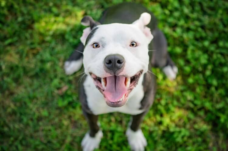 name for white pitbull