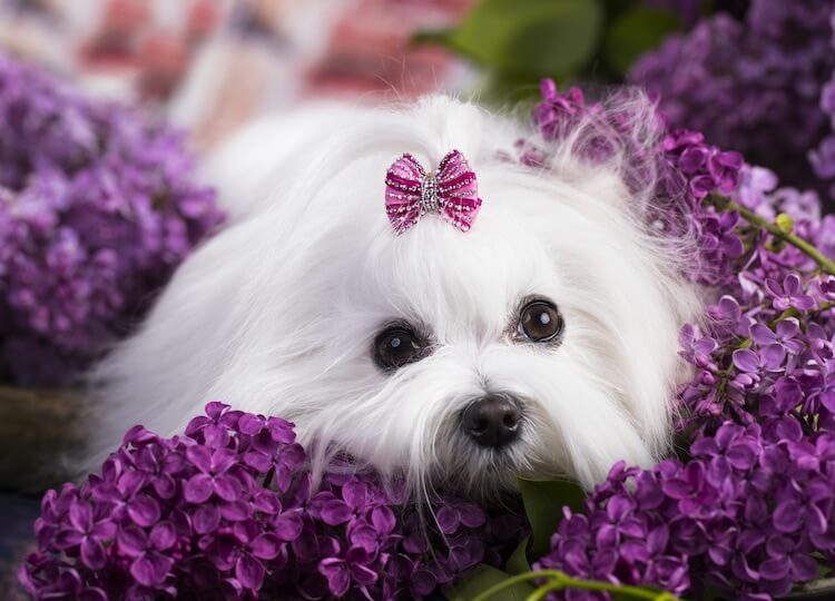 Maltese Dog Being Groomed