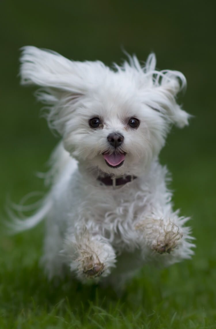 Maltese Dog Running